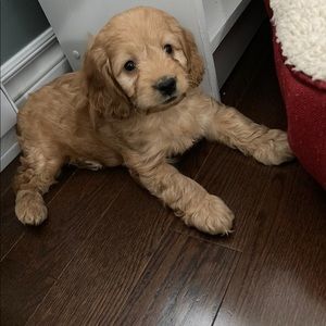 Meet your Posher, Deb